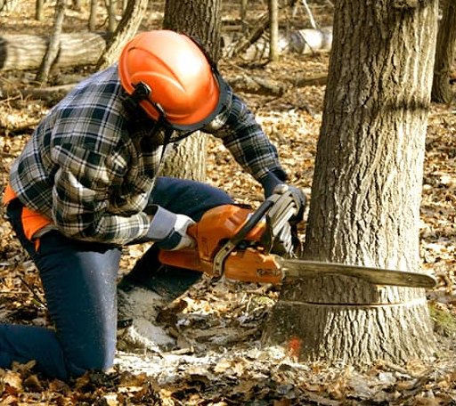 Tree Removal in Clarksburg, MO
